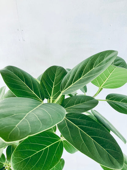 現品商品@5 ベンガレンシス 10号（高さ：176cm、幅：103cm）