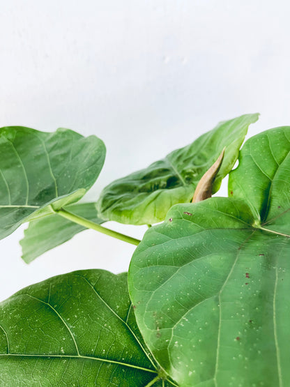 現品商品＠2 ウンベラータ8号（高さ：124cm、幅：69cm）