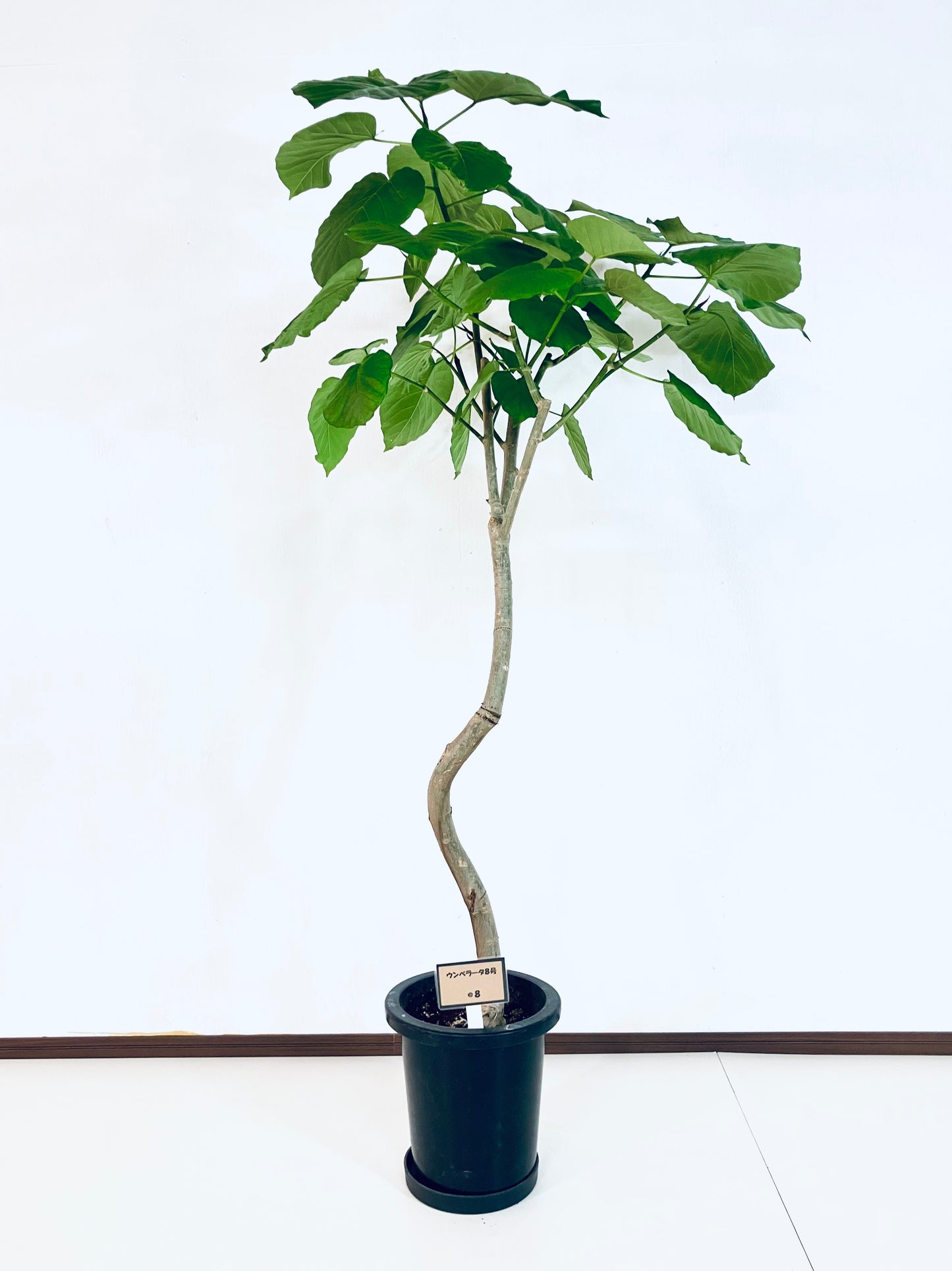 現品商品＠8 ウンベラータ 8号（高さ：156cm、幅：84cm）