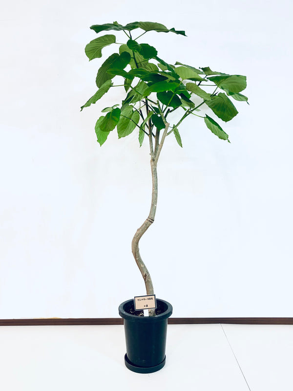 現品商品＠8 ウンベラータ 8号（高さ：156cm、幅：84cm）