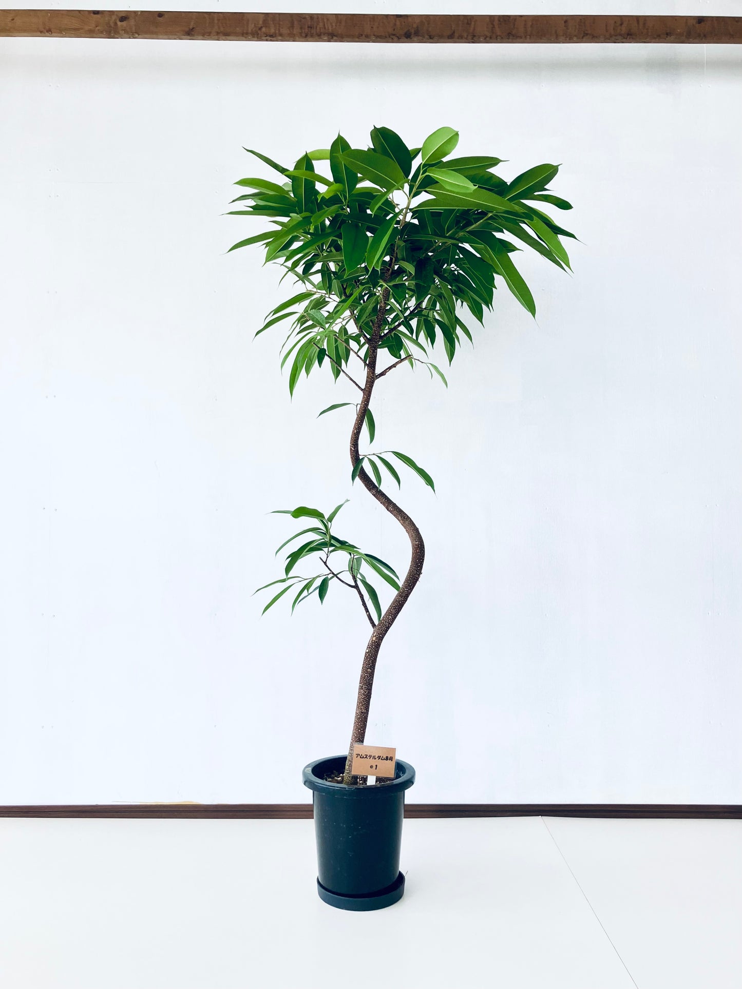 現品商品＠1 アムステルダム 8号（高さ：162cm、幅：87cm）