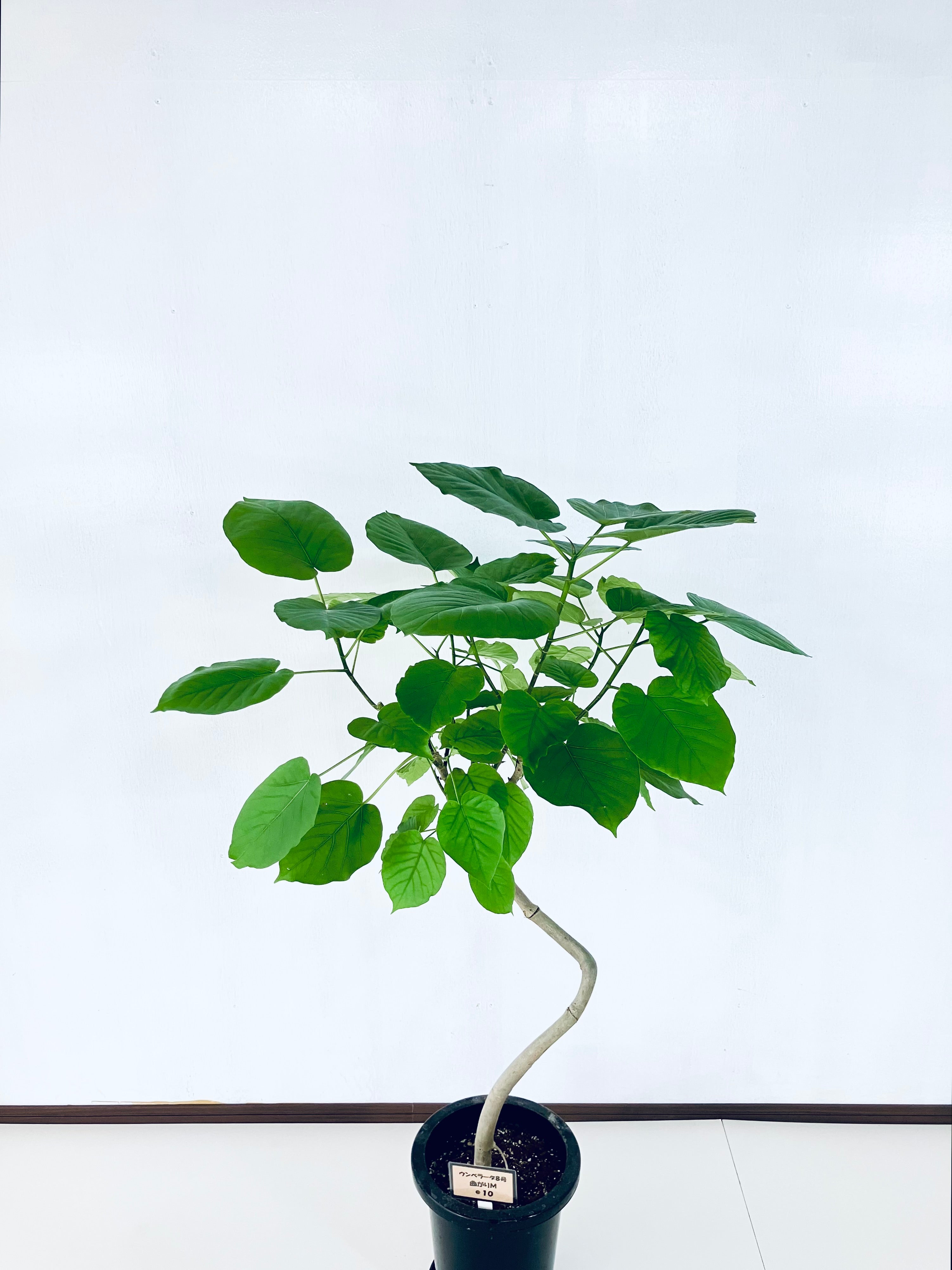 フィカス・ウンベラータ 8号の現品商品 | 観葉植物通販AONOKI（あおのき）