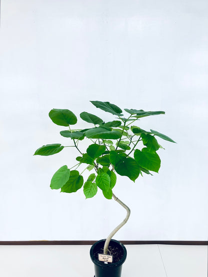 現品商品＠10 ウンベラータ 8号 曲がりМ（高さ：126cm、幅：82cm）