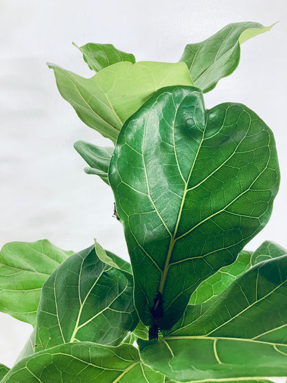 【Unique Form】カシワバゴム 10号（高さ：166cm、幅：70cm）#3