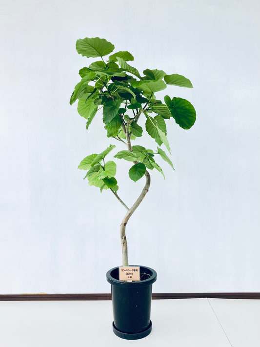 現品商品＠4 ウンベラータ 8号（高さ：135cm、幅：64cm）