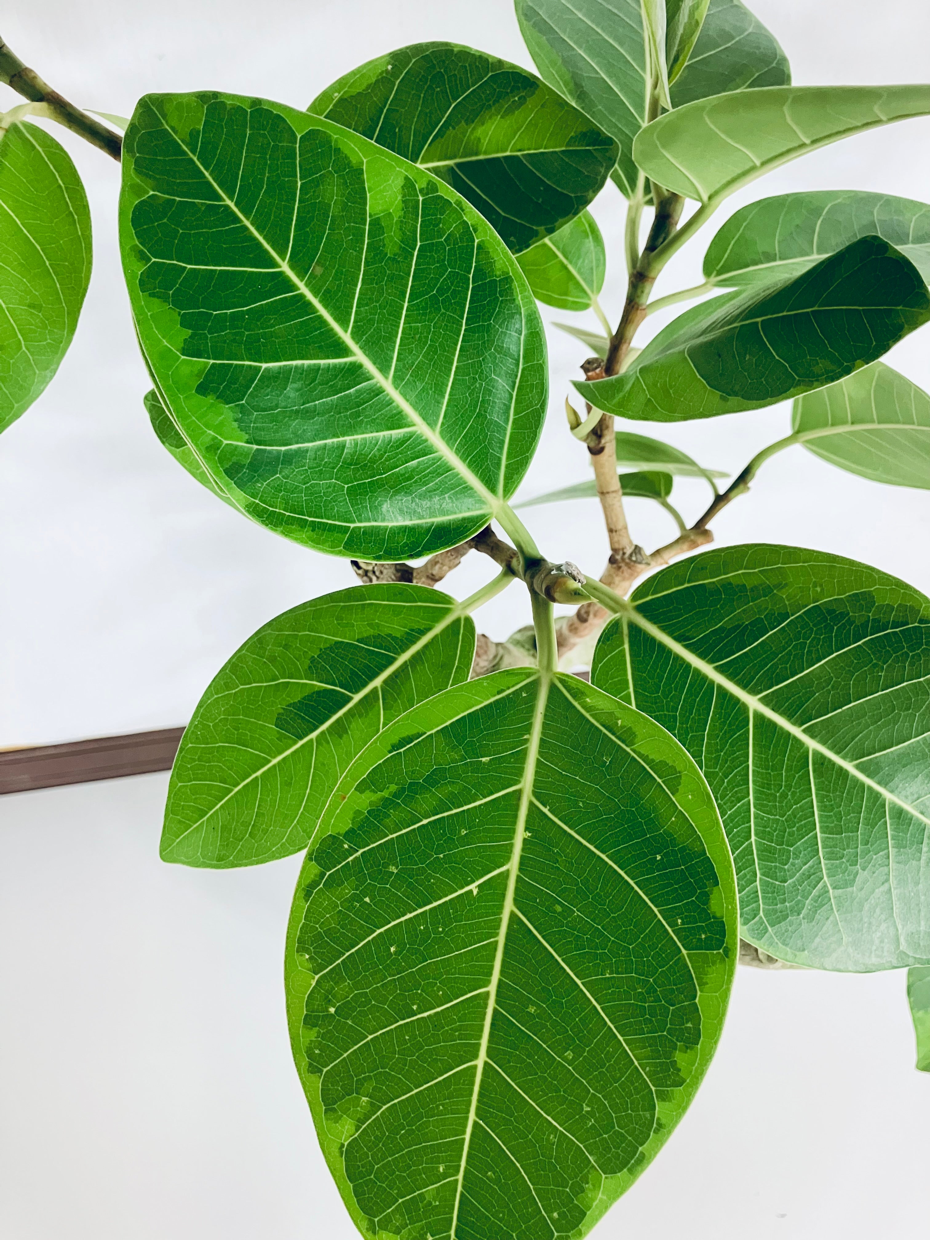 フィカス•アルテシマ 125cm 8号 沖縄産原木 一点物】フィカス