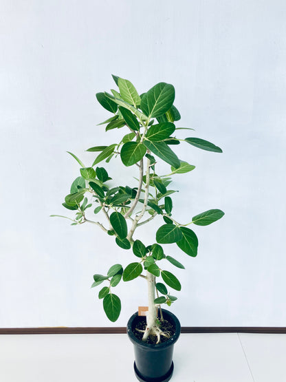 現品商品＠2 ベンガレンシス 8号（高さ：130cm、幅：70cm）