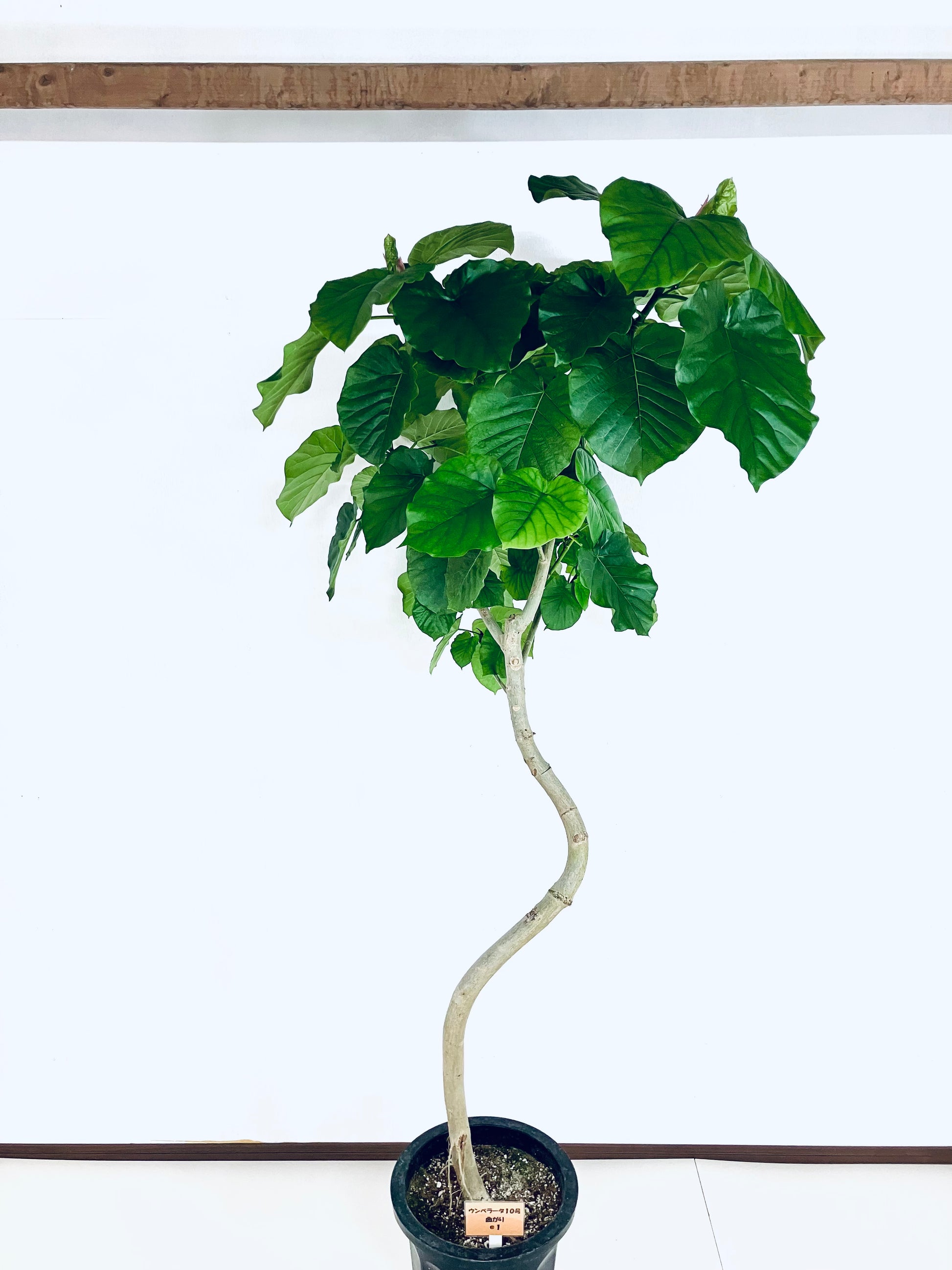 フィカス・ウンベラータ 10号の現品商品 | 観葉植物通販AONOKI（あおのき）