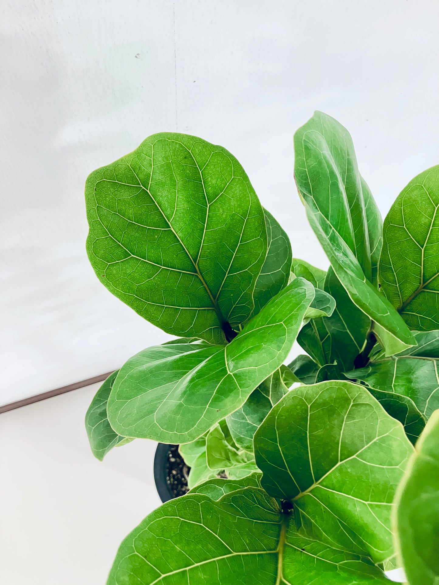 現品商品＠3 バンビーノ 8号（高さ：126cm、幅：42cm）