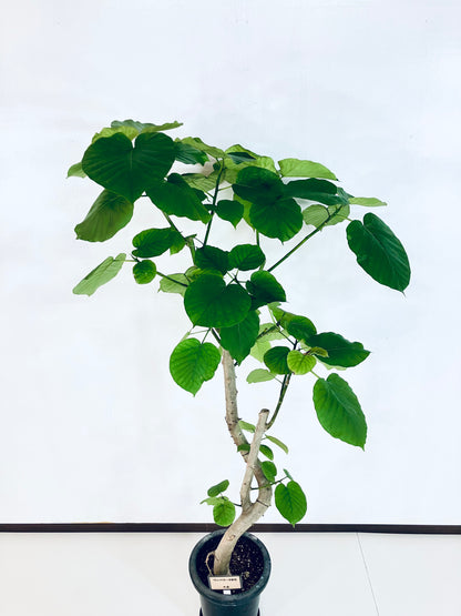 現品商品＠6 ウンベラータ 8号（高さ：151cm、幅：80cm）