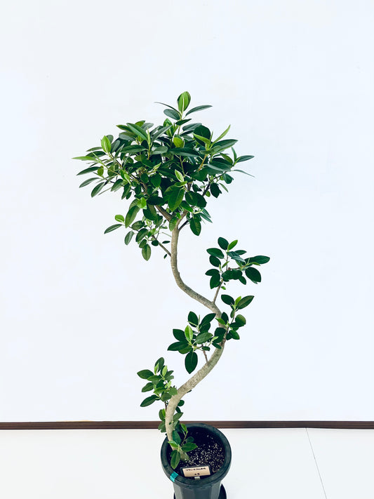 現品商品@5 フランスゴム 8号（高さ：140cm、幅：56cm）