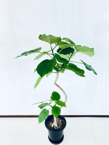 現品商品＠2 ウンベラータ8号（高さ：125cm、幅：82cm）