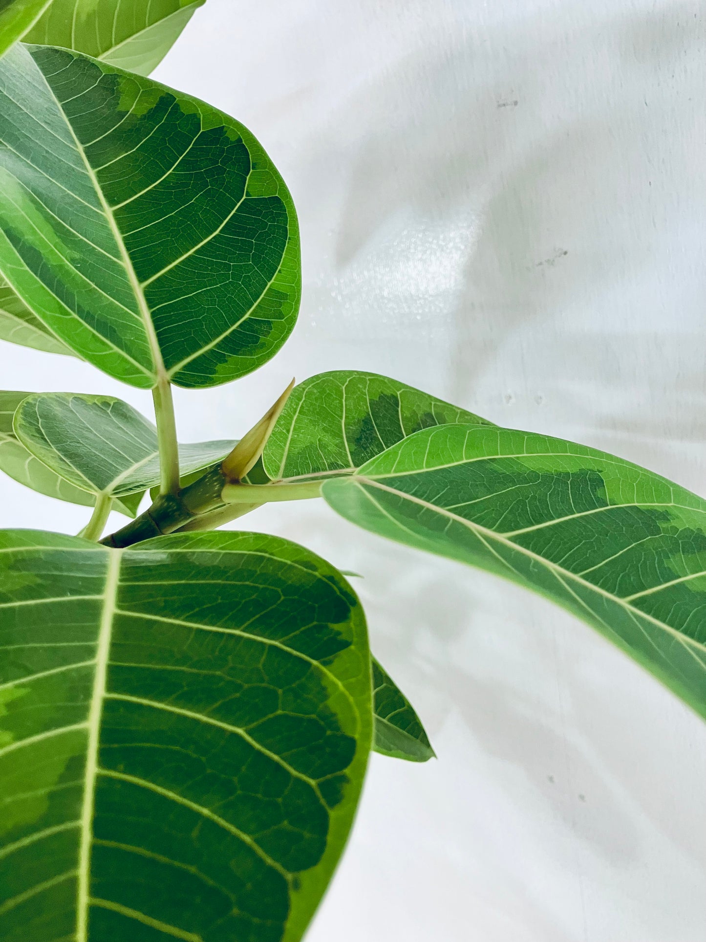 現品商品@7 アルテシマ 10号（高さ：179cm、幅：85cm）