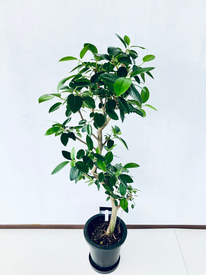 現品商品@6 フランスゴム 8号（高さ：127cm、幅：50cm）