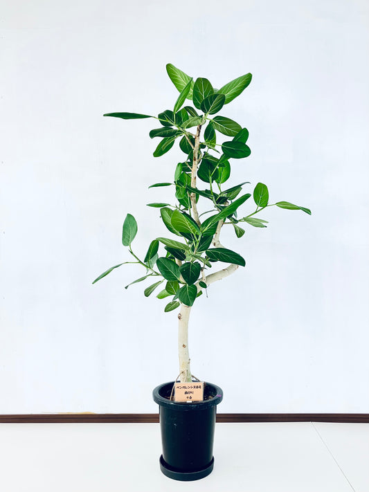 現品商品＠6 ベンガレンシス 8号（高さ：140cm、幅：86cm）