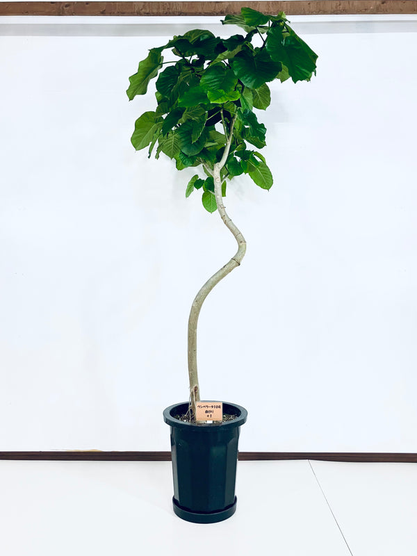 現品商品＠1 ウンベラータ 10号（高さ：185cm、幅：90cm）