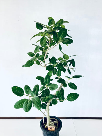 現品商品@1 ベンガレンシス 10号（高さ：172cm、幅：85cm）