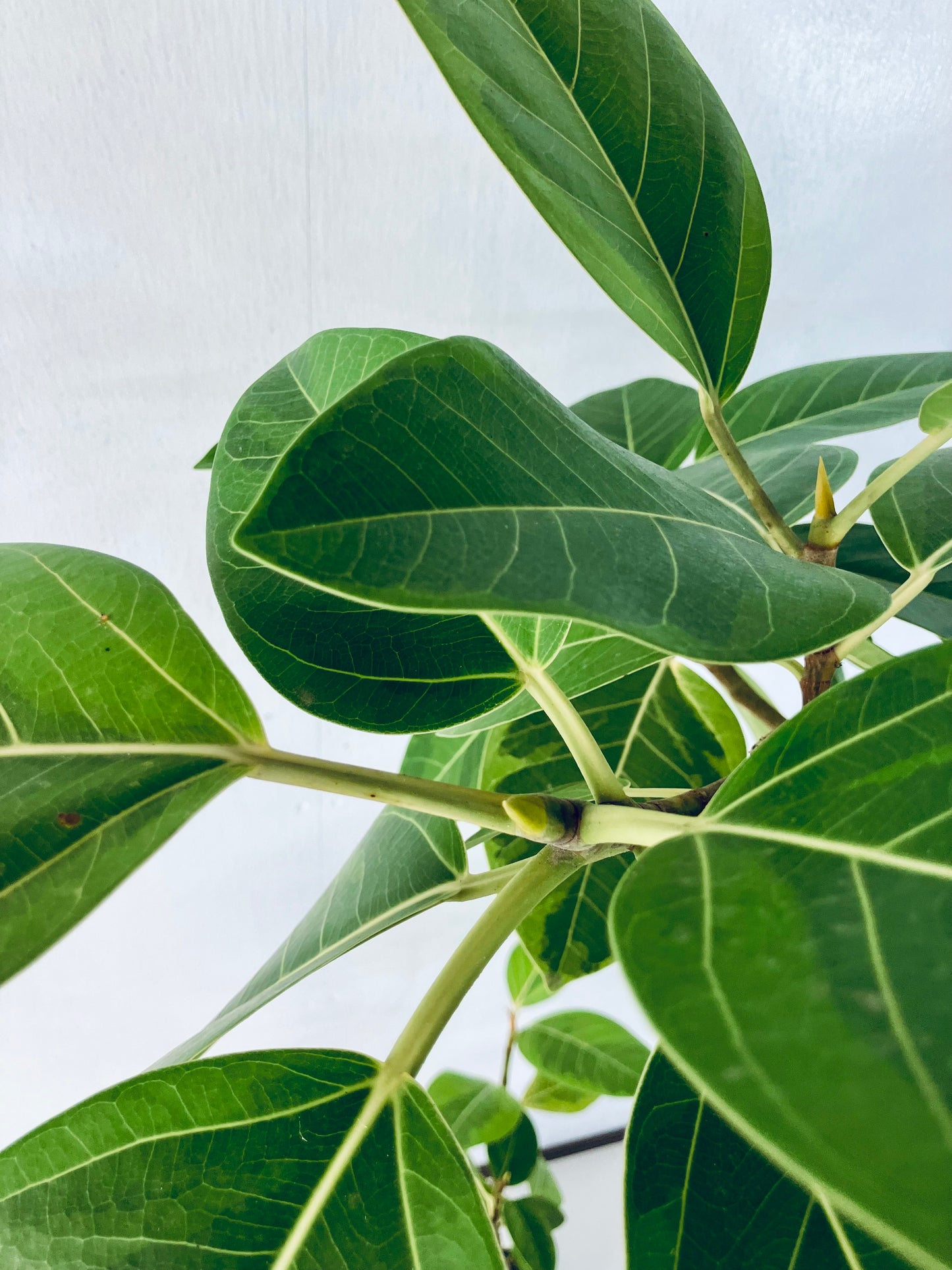 現品商品＠4 アルテシマ 8号 曲がり（高さ：146cm、幅：85cm）