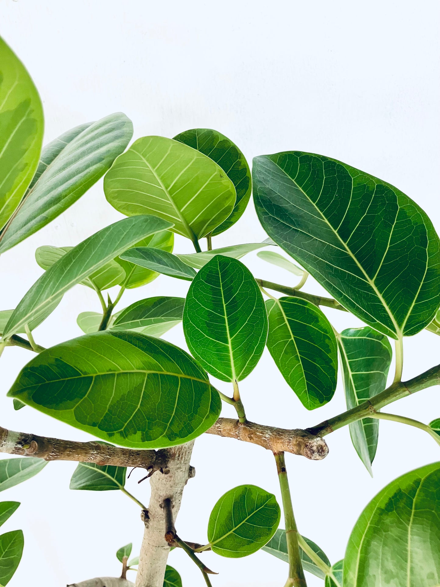 現品商品@1 アルテシマ 10号（高さ：175cm 幅：80cm）