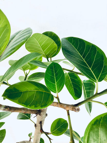 現品商品@1 アルテシマ 10号（高さ：175cm 幅：80cm）