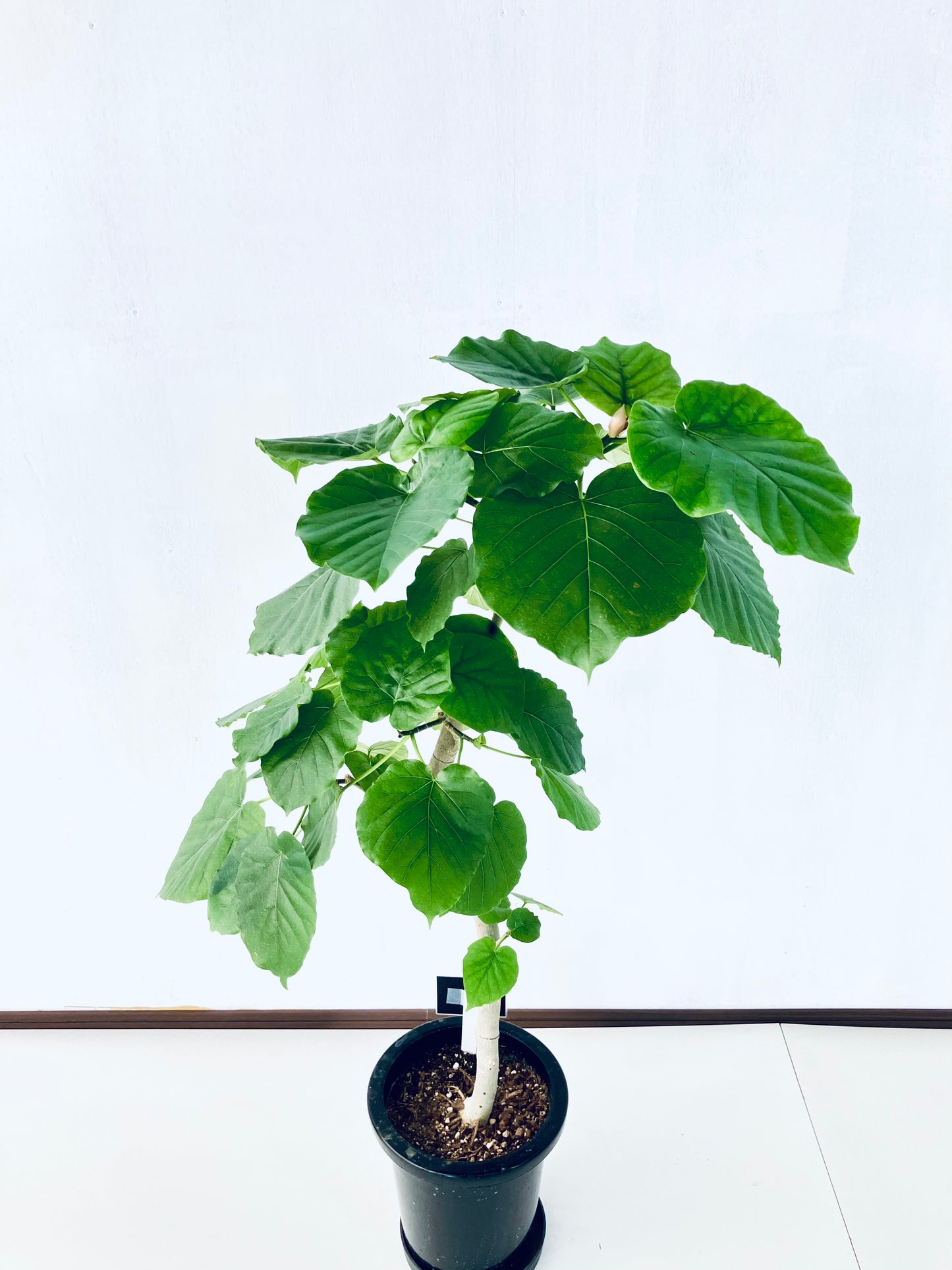 現品商品＠10 ウンベラータ 8号（高さ：120cm、幅：60cm）