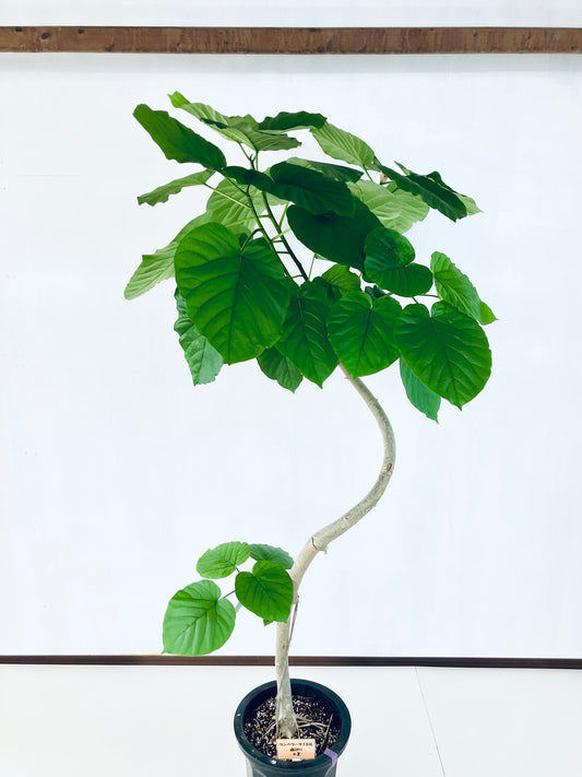 現品商品＠2 ウンベラータ 10号（高さ：184cm、幅：105cm）