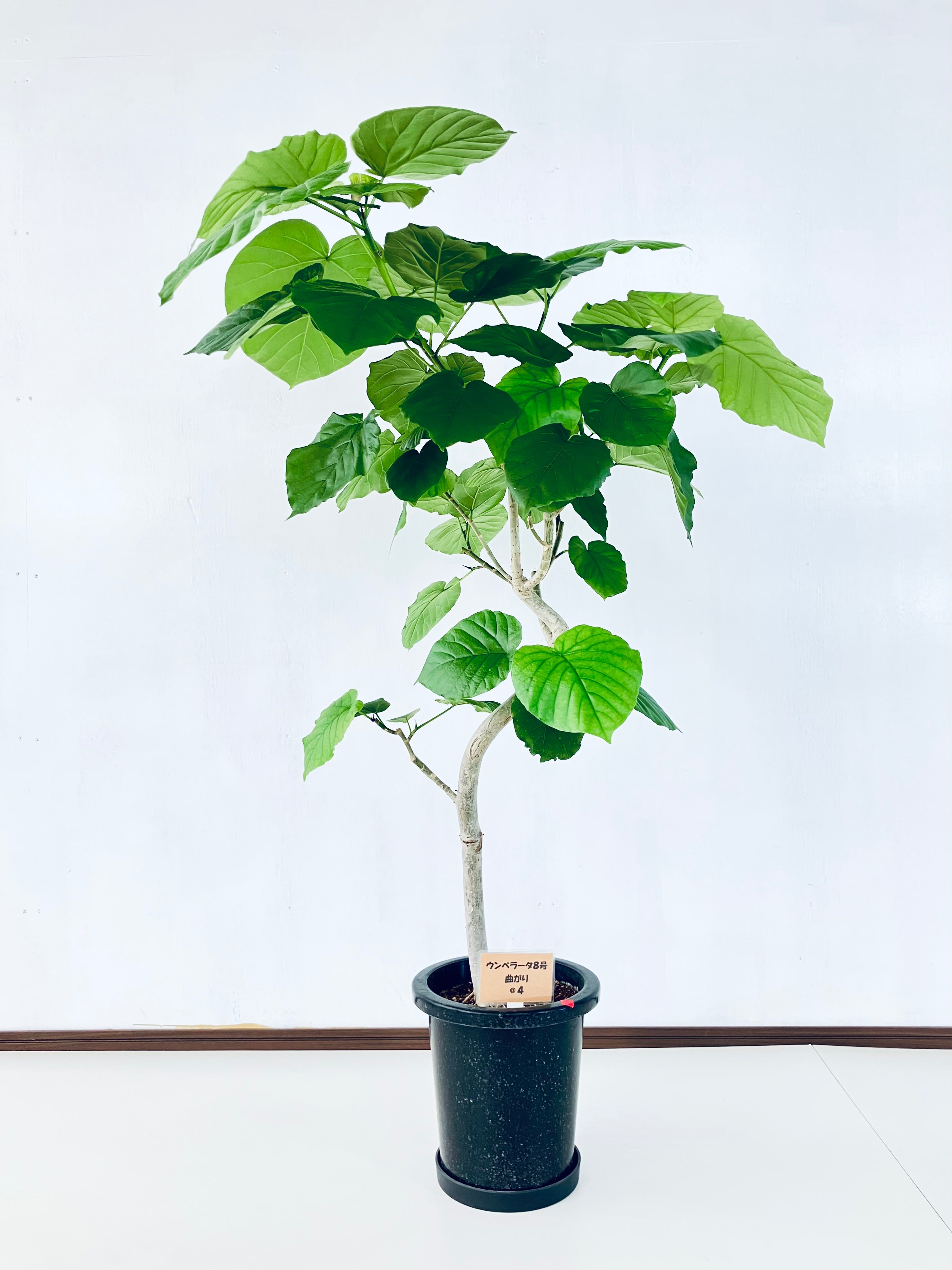 ウンベラータの通販 | 観葉植物の通販はAONOKI（あおのき）