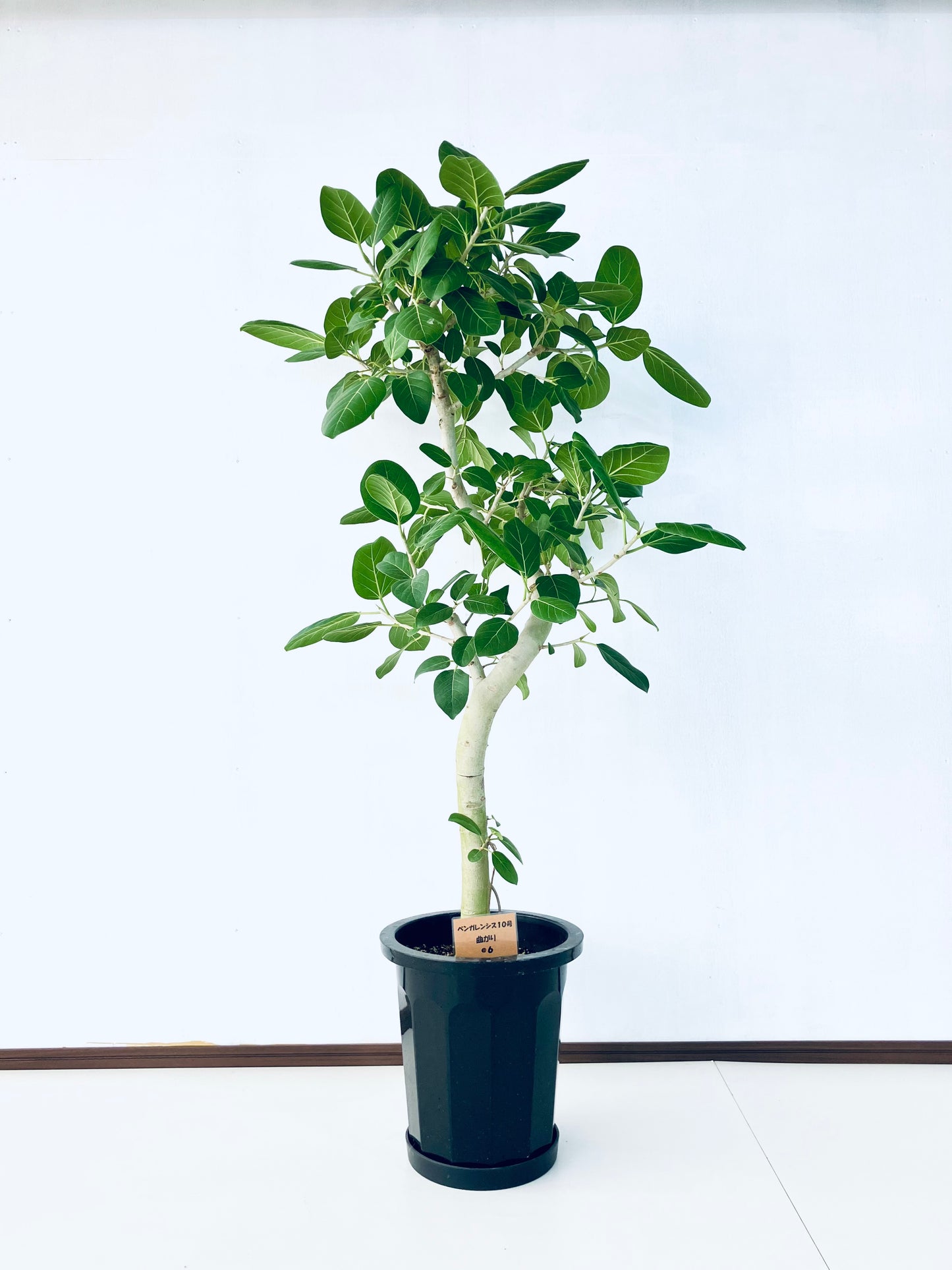 現品商品@6 ベンガレンシス 10号（高さ：160cm、幅：100cm）