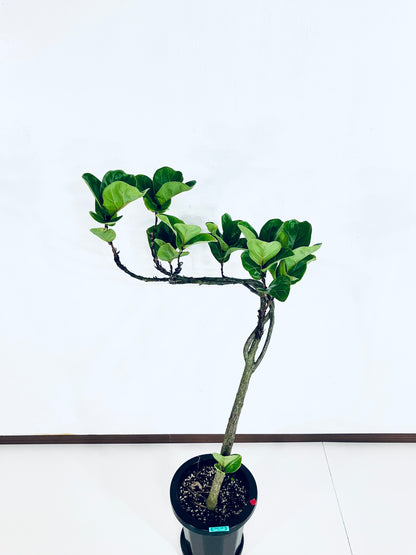 【Unique Form】バンビーノ 8号（高さ：102cm、幅：50cm）#13