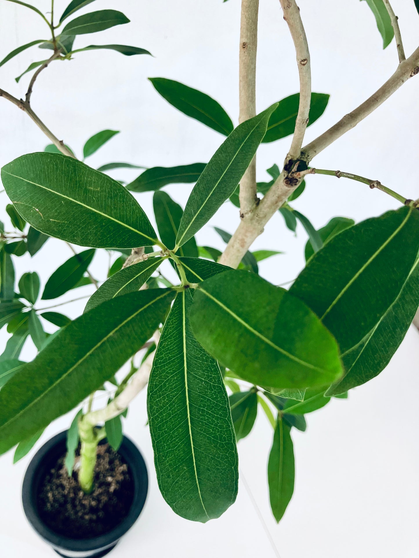 現品商品＠2 アマゾンオリーブ 8号（高さ：148cm、幅：80cm）