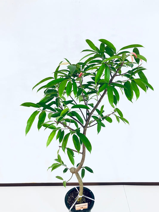 現品商品＠4 アムステルダム 8号（高さ：149cm、幅：77cm）