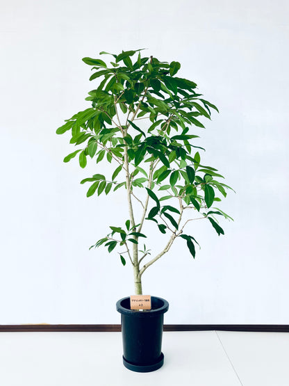 現品商品＠1 アマゾンオリーブ 8号（高さ：146cm、幅：85cm）