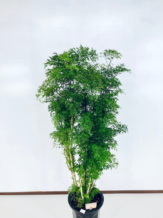 現品商品@5 ポリシャス・スターシャ 10号(高さ:158cm、幅:77cm)