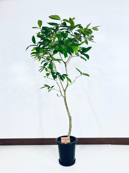 現品商品＠4 アマゾンオリーブ 8号（高さ：160cm、幅：90cm）