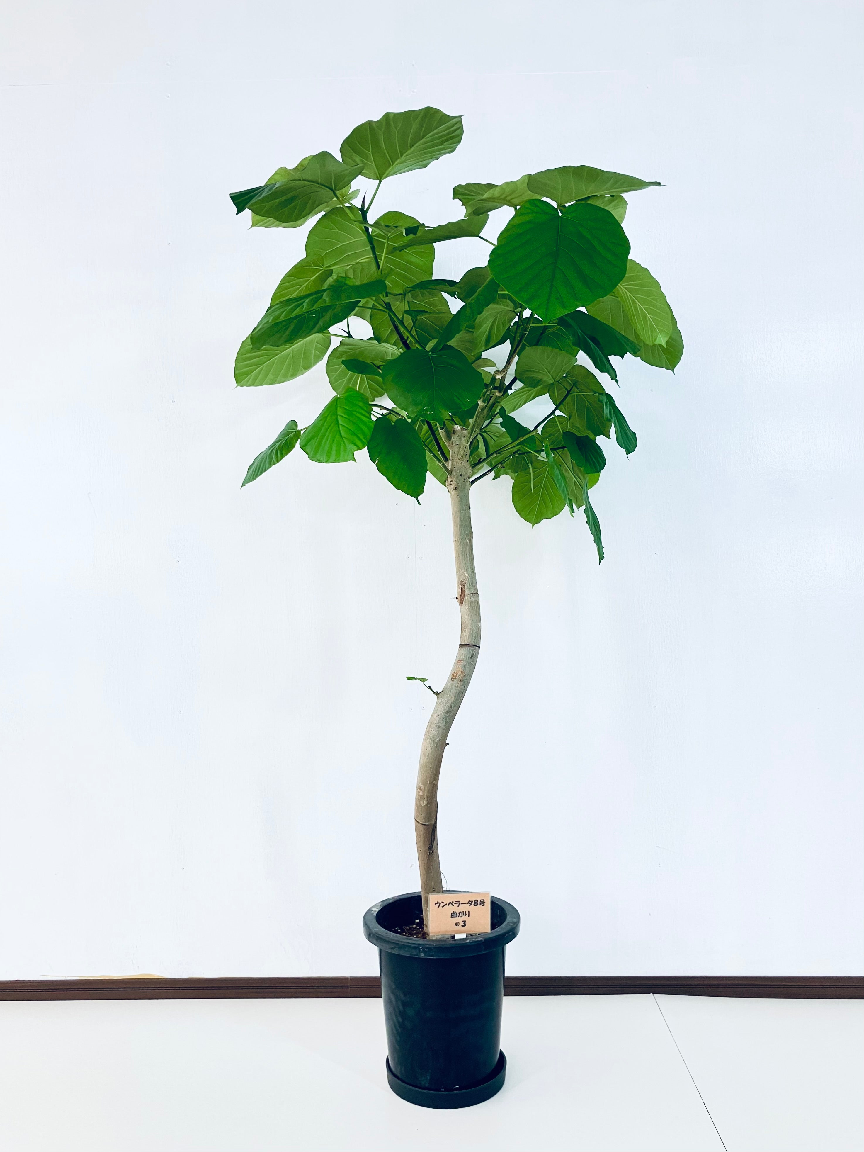 フィカス ウンベラータ 8号 フィカス・ウンベラータ 8号の現品商品 | 観葉植物通販AONOKI（あおのき）