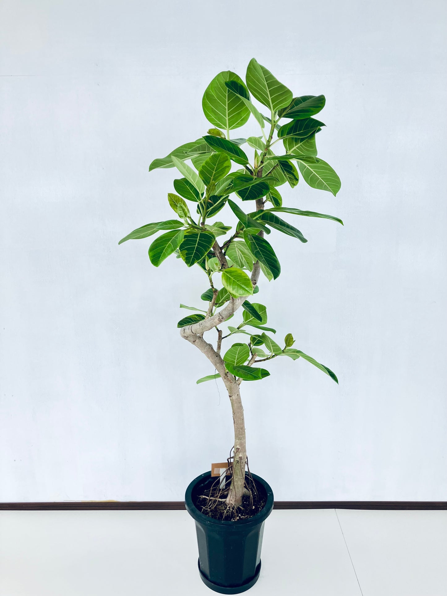 現品商品@2 アルテシマ 10号（高さ：168cm 幅：93cm）