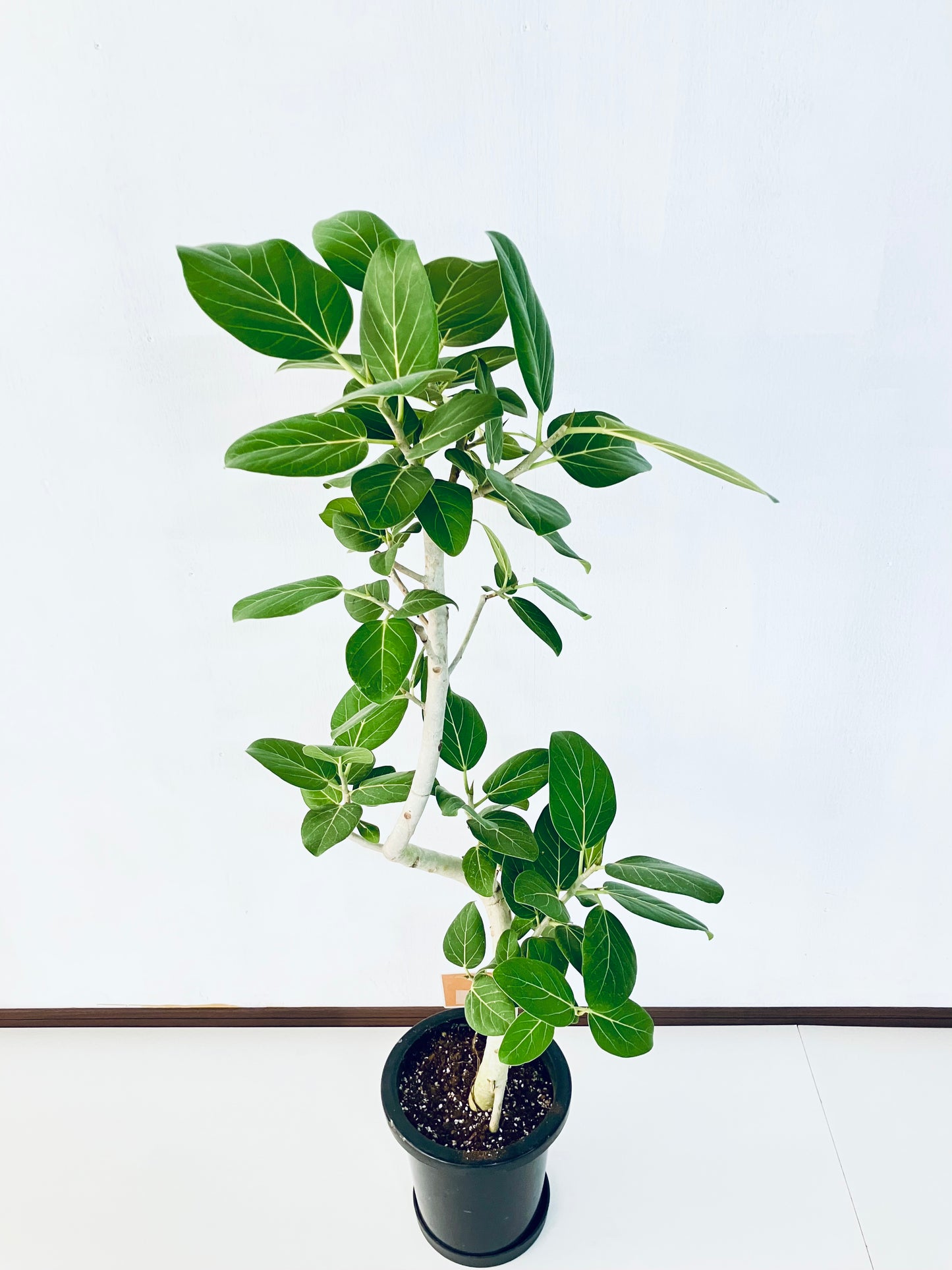 現品商品＠1 ベンガレンシス 8号（高さ：131cm、幅：57cm）