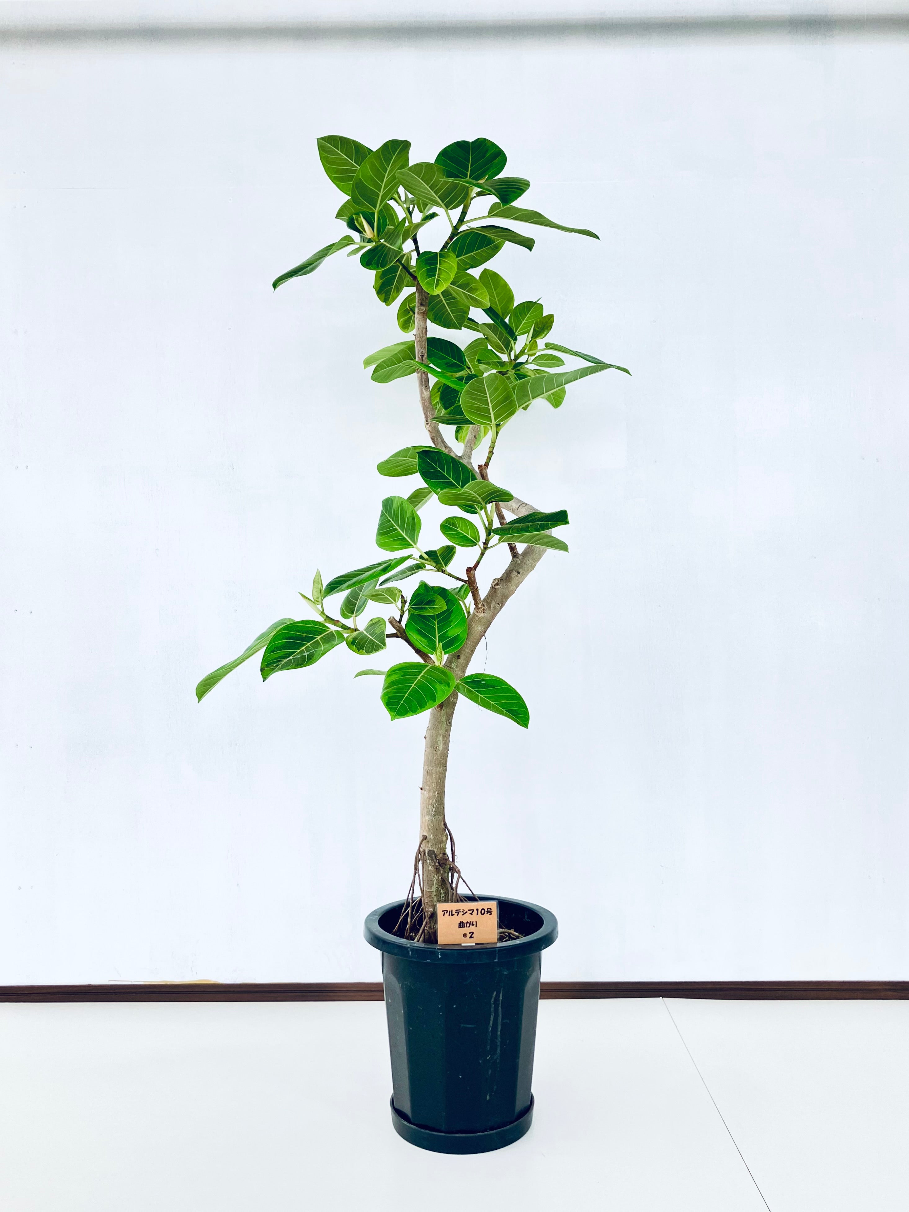 フィカス・アルテシマ 10号の現品商品 | 観葉植物通販AONOKI（あおのき）
