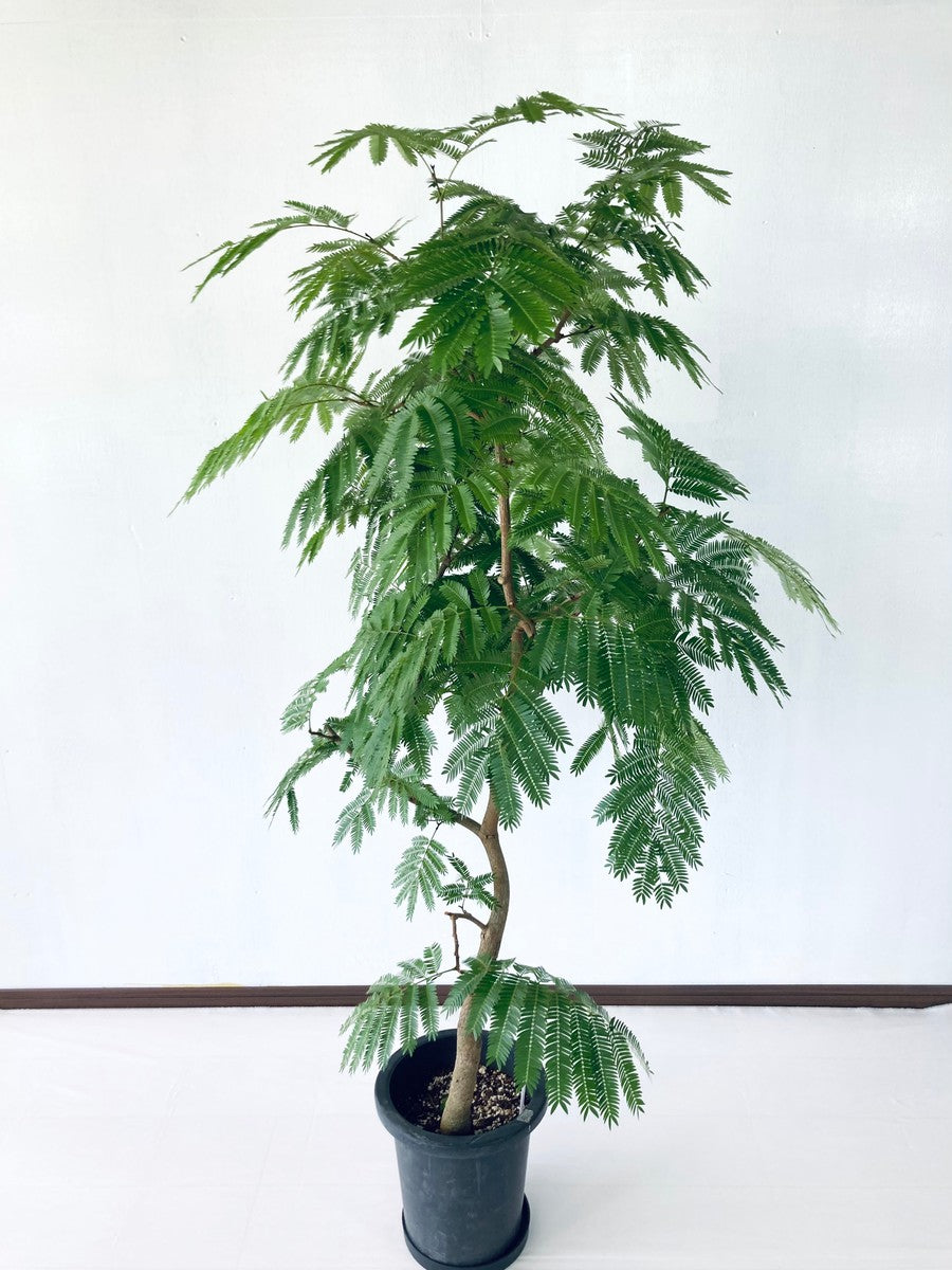 エバーフレッシュ 8号の現品商品 | 観葉植物通販AoNoKi（あおのき）