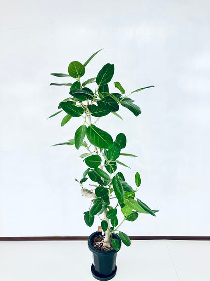 現品商品＠2 ベンガレンシス 8号（高さ：157cm、幅：72cm）