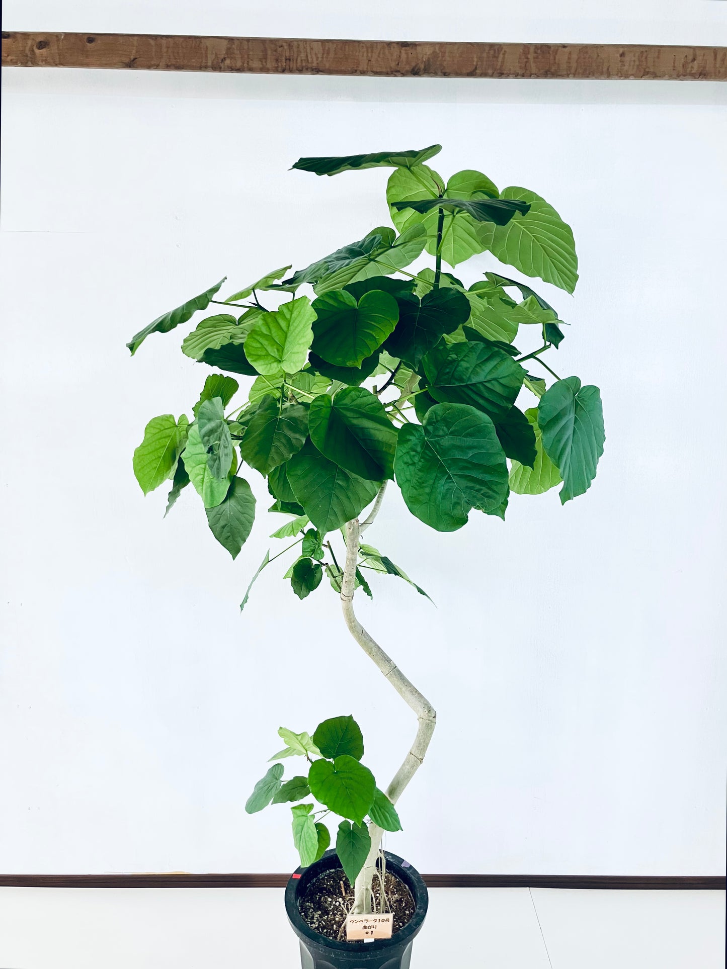 現品商品＠1 ウンベラータ 10号（高さ：185cm、幅：94cm）