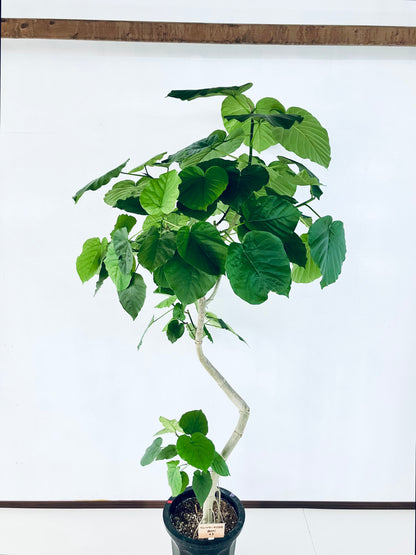 現品商品＠1 ウンベラータ 10号（高さ：185cm、幅：94cm）