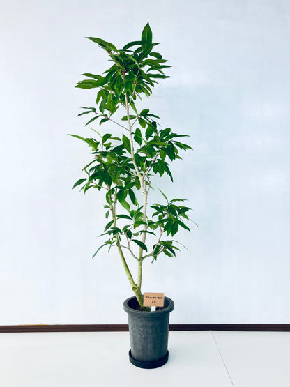 現品商品＠5 アマゾンオリーブ 8号（高さ：150cm、幅：60cm）