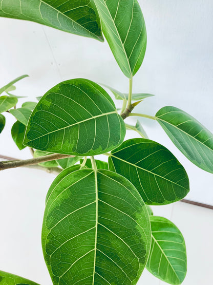 現品商品＠2 アルテシマ 8号 曲がり（高さ：134cm、幅：90cm）