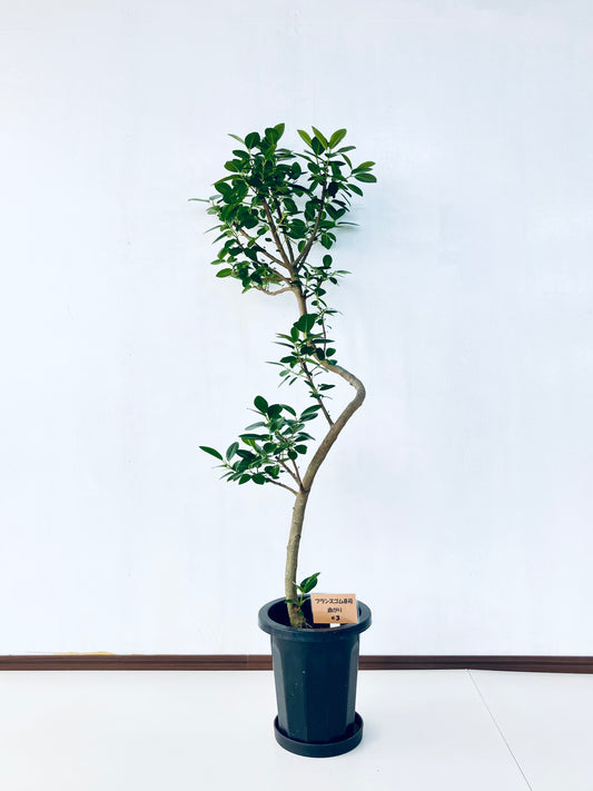 現品商品@3 フランスゴム 8号（高さ：143cm、幅：53cm）