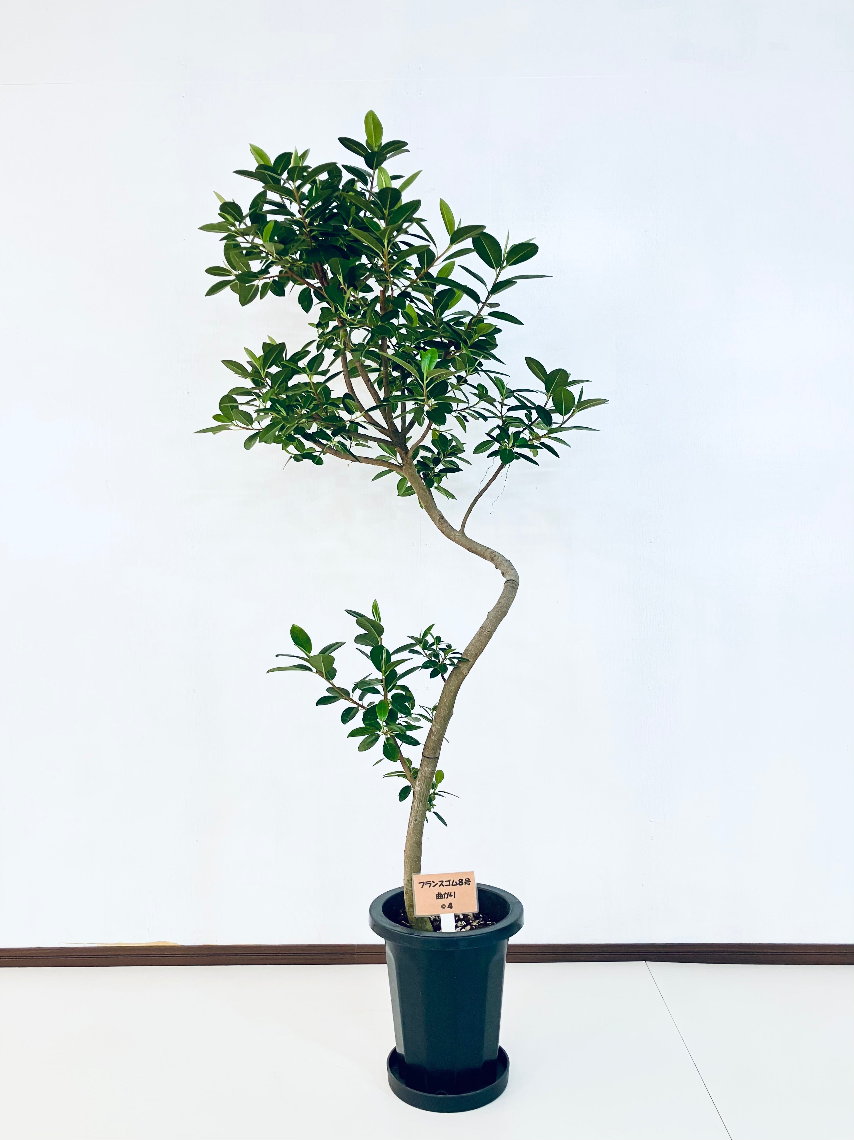 フィカス・フランスゴム 8号の通販 | 観葉植物通販AONOKI（あおのき）