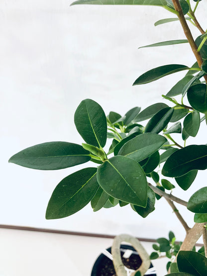 現品商品@8 フランスゴム 8号（高さ：130cm、幅：50cm）