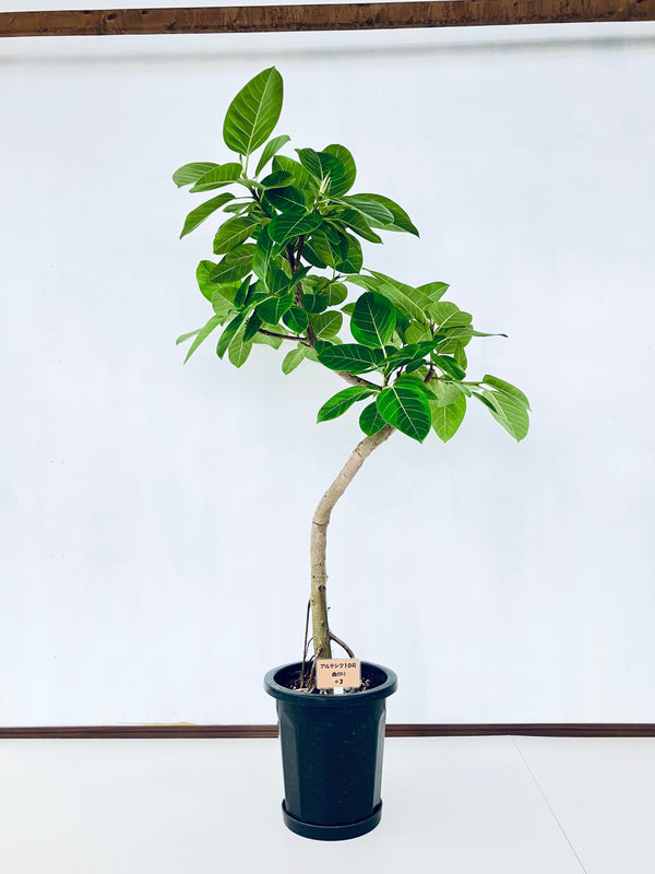 現品商品@3 アルテシマ 10号（高さ：166cm、幅：105cm）