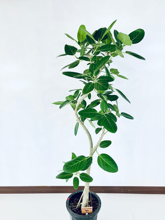 現品商品@1 ベンガレンシス 10号（高さ：185cm、幅：85cm）