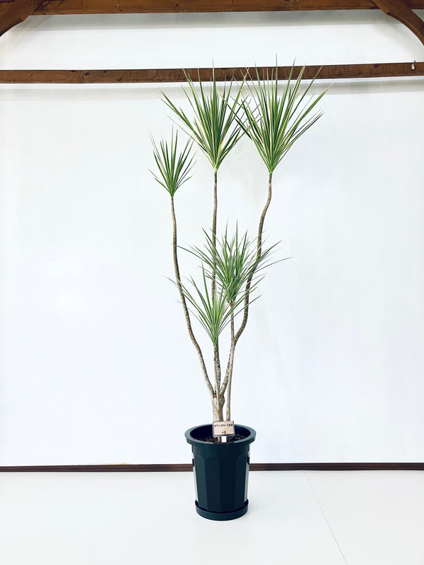 現品商品＠2 コンシンネ・ホワイボリー 10号（高さ：200cm、幅：85cm）